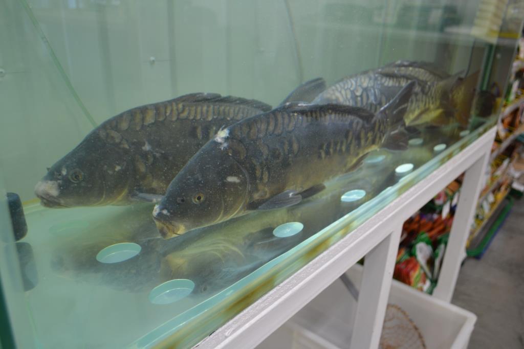 Живая рыба&nbsp;&nbsp;